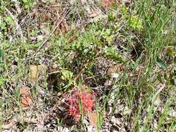 Image of Fuchsia grevillea