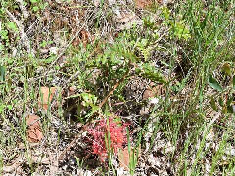 Image of Fuchsia grevillea