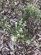 Image of False Boronia