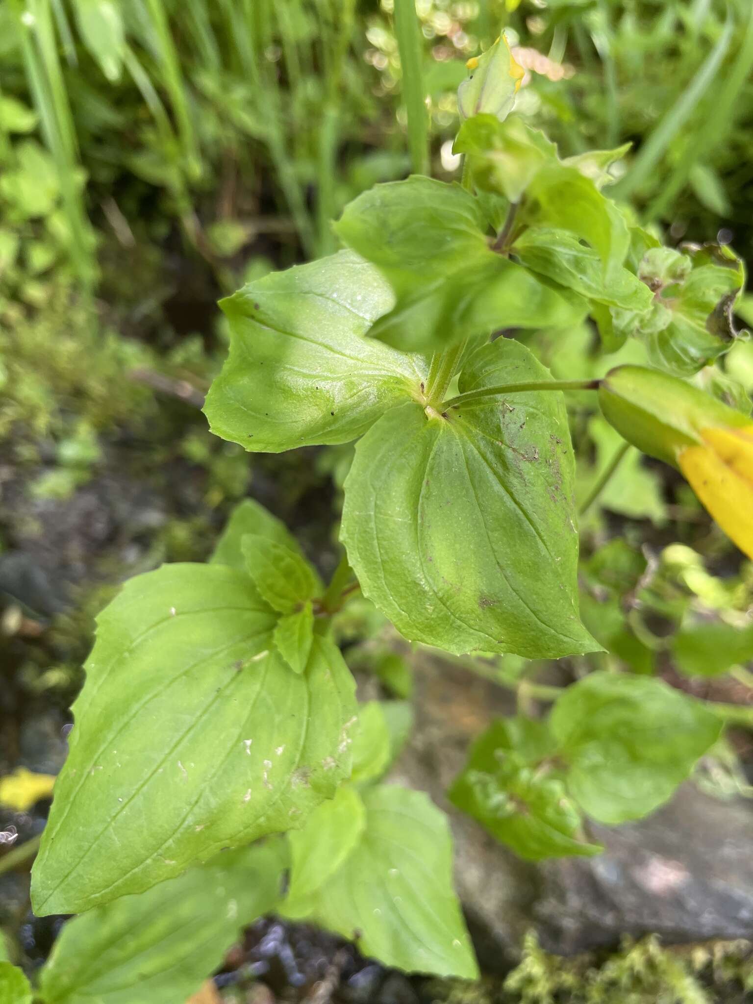 Plancia ëd Erythranthe decora (A. L. Grant) G. L. Nesom