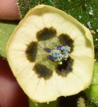 Image of Physalis leptophylla Robinson & Greenm.