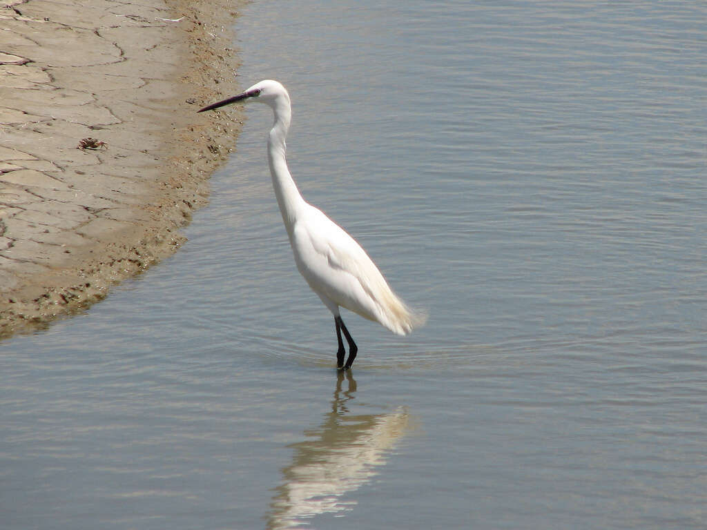 Image of Little Egret