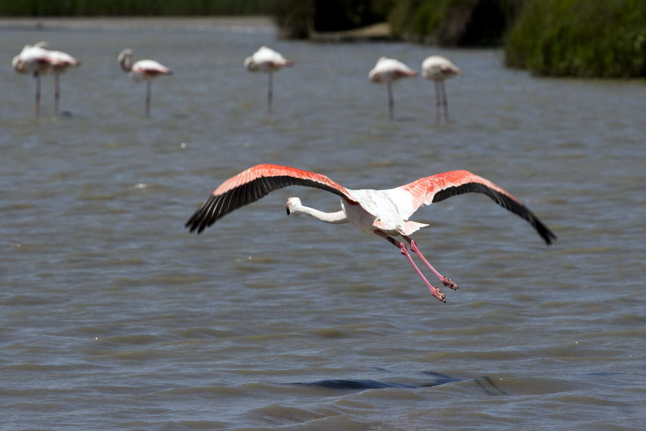 Imagem de Phoenicopterus roseus Pallas 1811