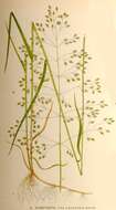 Image of fowl bluegrass