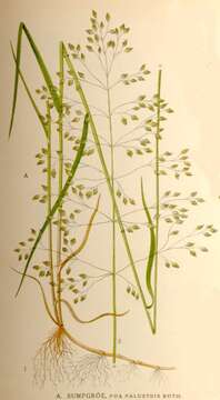 Image of fowl bluegrass