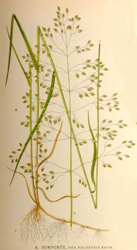 Image of fowl bluegrass