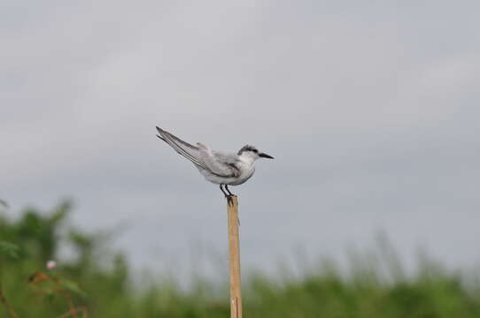 Image of Whiskered Tern