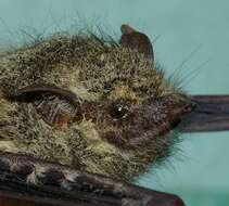 Image of proboscis bat