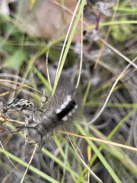 Image of Larch Tussock Moth