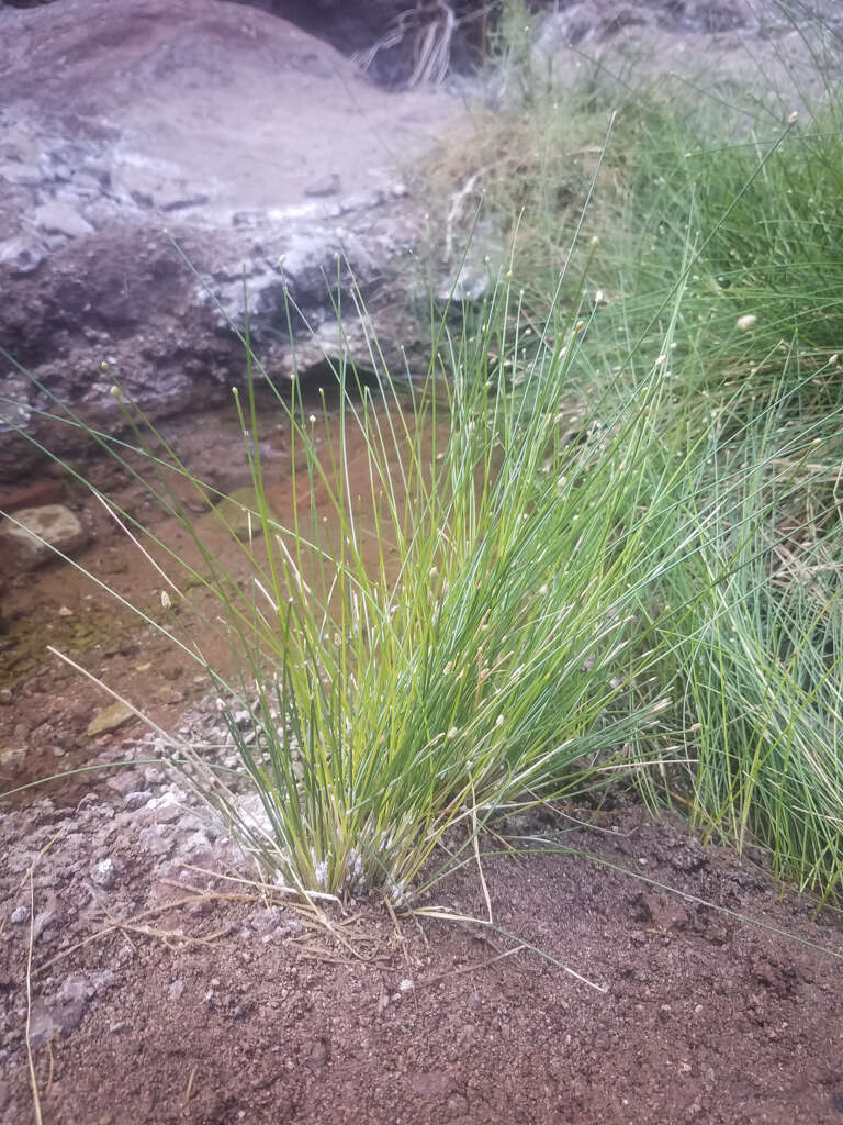 Plancia ëd Eleocharis geniculata (L.) Roem. & Schult.