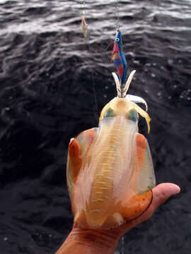 Image of bigfin reef squid