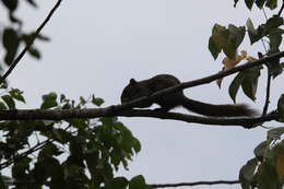 Image de Callosciurus finlaysonii bocourti (Milne-Edwards 1867)