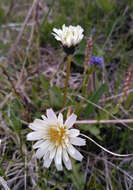 Image of Taraxacum arcticum (Trautv.) Dahlst.