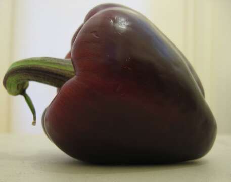 Imagem de Capsicum annuum L.