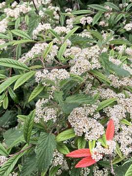 Image of cotoneaster