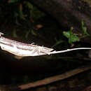 Image of Country Anole