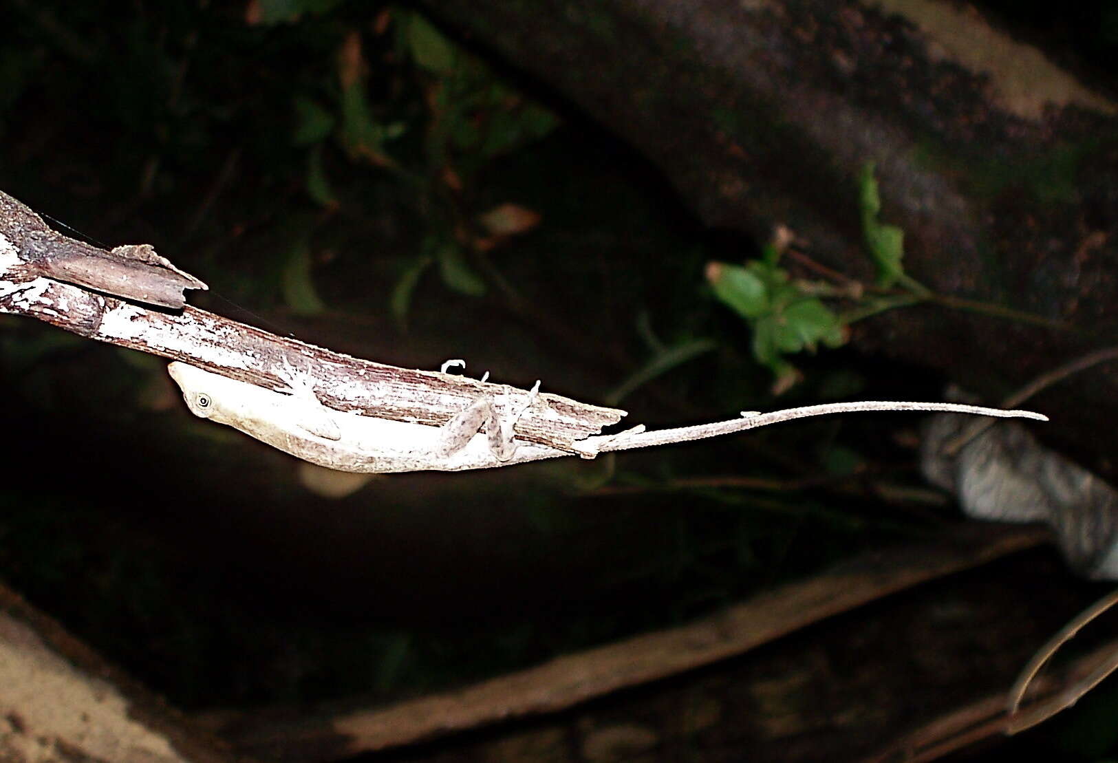 Image of Country Anole