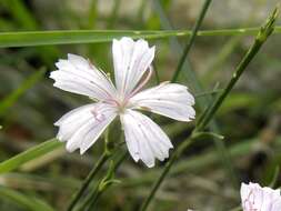 Imagem de Dianthus tripunctatus Sm.