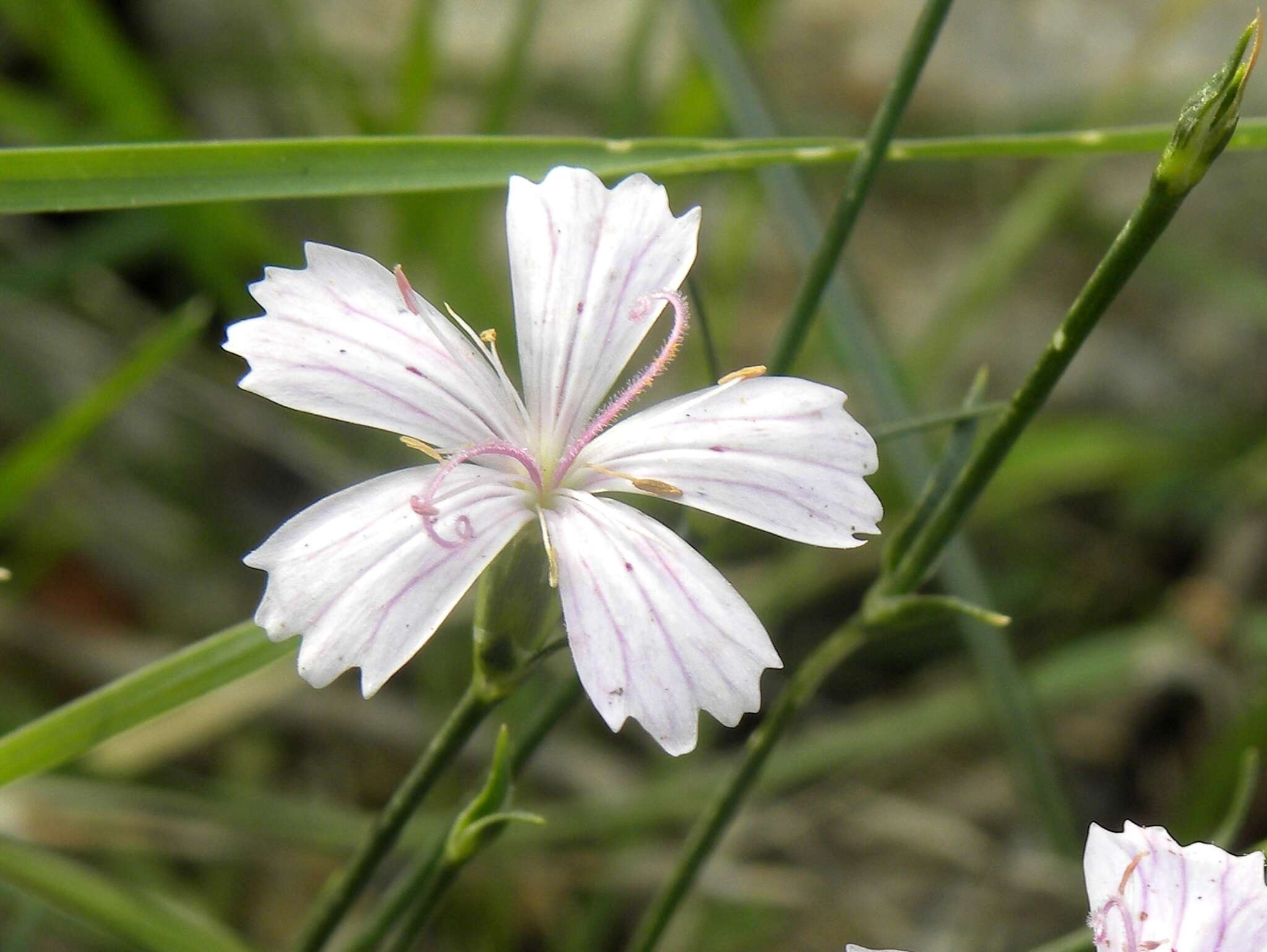 Imagem de Dianthus tripunctatus Sm.