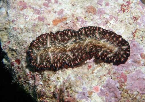 Image of Elegant flatworm