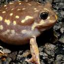 Image of Western Spotted Frog