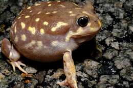 Image of Western Spotted Frog