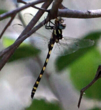 Image of Pacific Spiketail