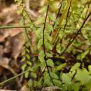 Sivun Lindsaea linearis Sw. kuva