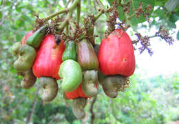 Image of cashew