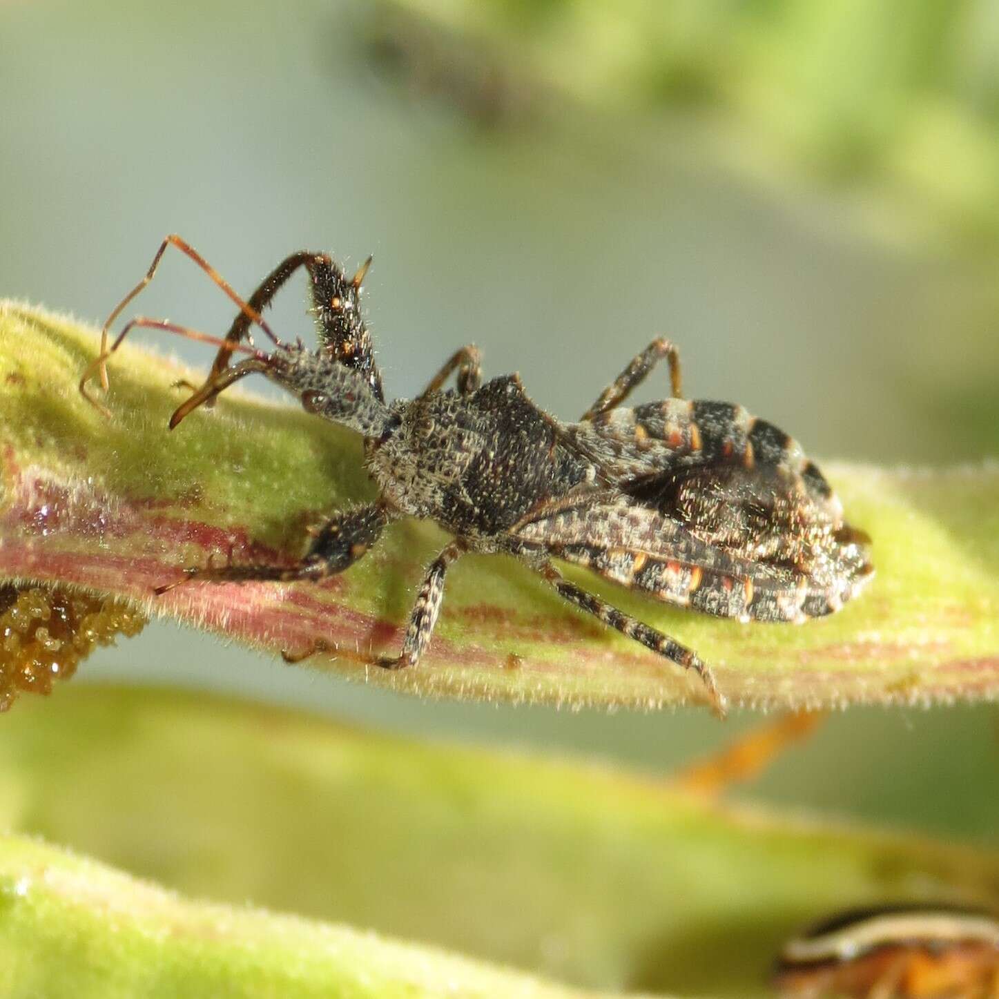 Image of Assassin bug