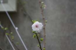 Plancia ëd Prunus japonica C. P. Thunb. ex A. Murray