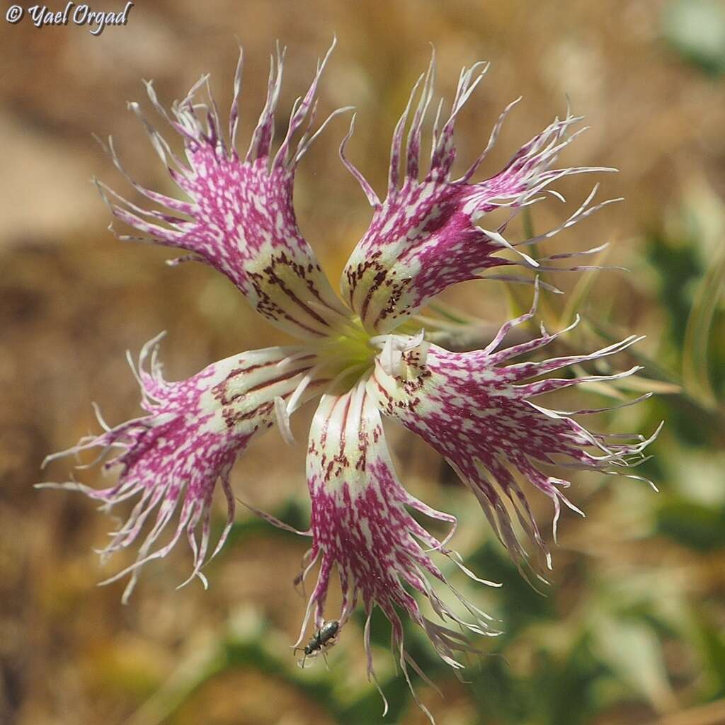 Image of Dianthus libanotis Labill.