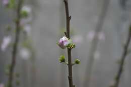 Plancia ëd Prunus japonica C. P. Thunb. ex A. Murray