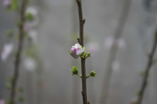 Imagem de Prunus japonica C. P. Thunb. ex A. Murray