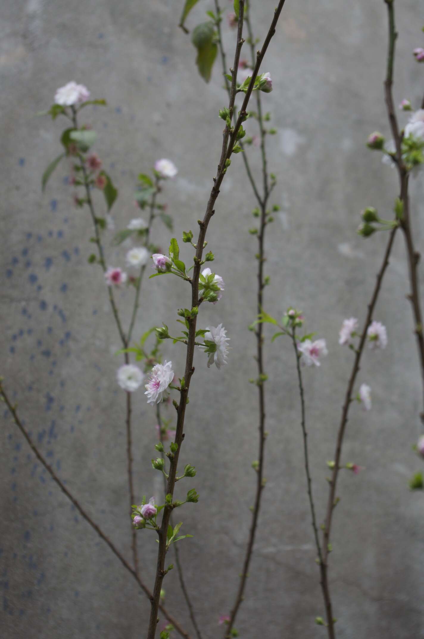 Plancia ëd Prunus japonica C. P. Thunb. ex A. Murray