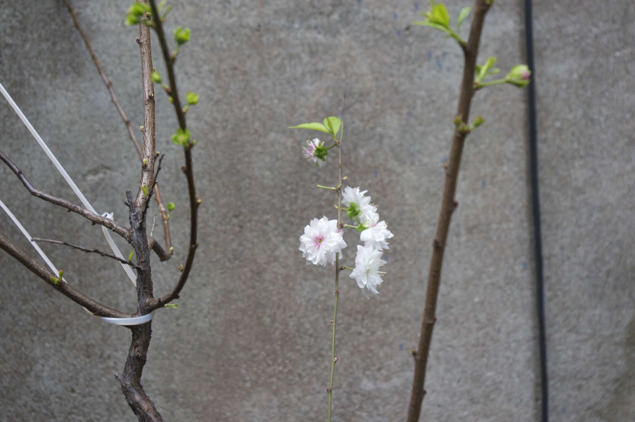 Plancia ëd Prunus japonica C. P. Thunb. ex A. Murray