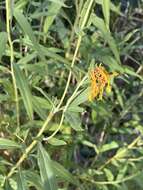 Image of Nuttall's sunflower