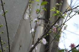 Plancia ëd Prunus japonica C. P. Thunb. ex A. Murray