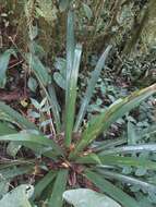 صورة Guzmania xanthobractea Gilmartin