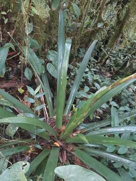 صورة Guzmania xanthobractea Gilmartin