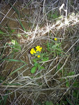 Image of eastern groundsel