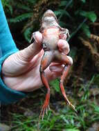 Image of Northern Red-legged Frog