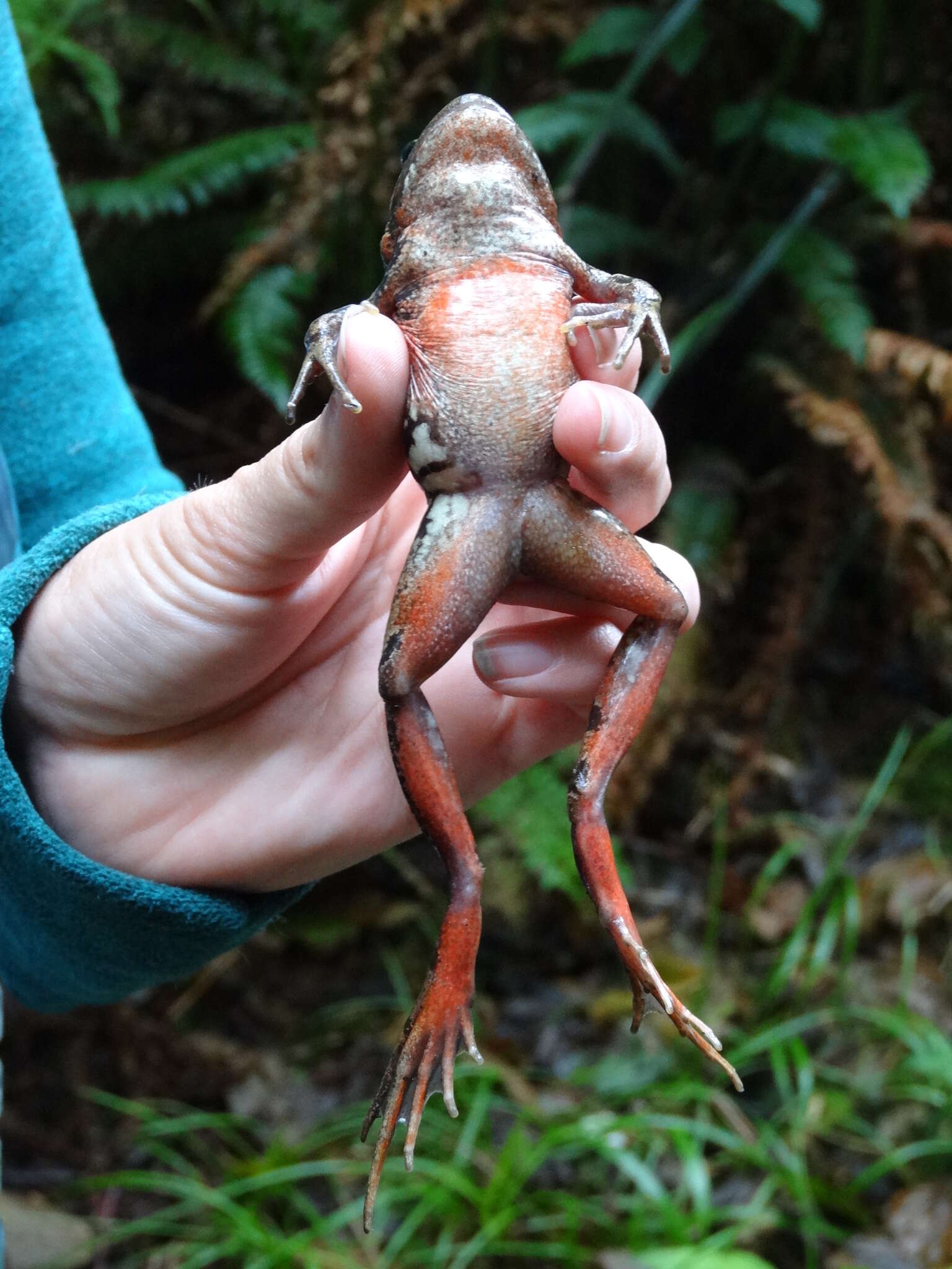 Image of Northern Red-legged Frog