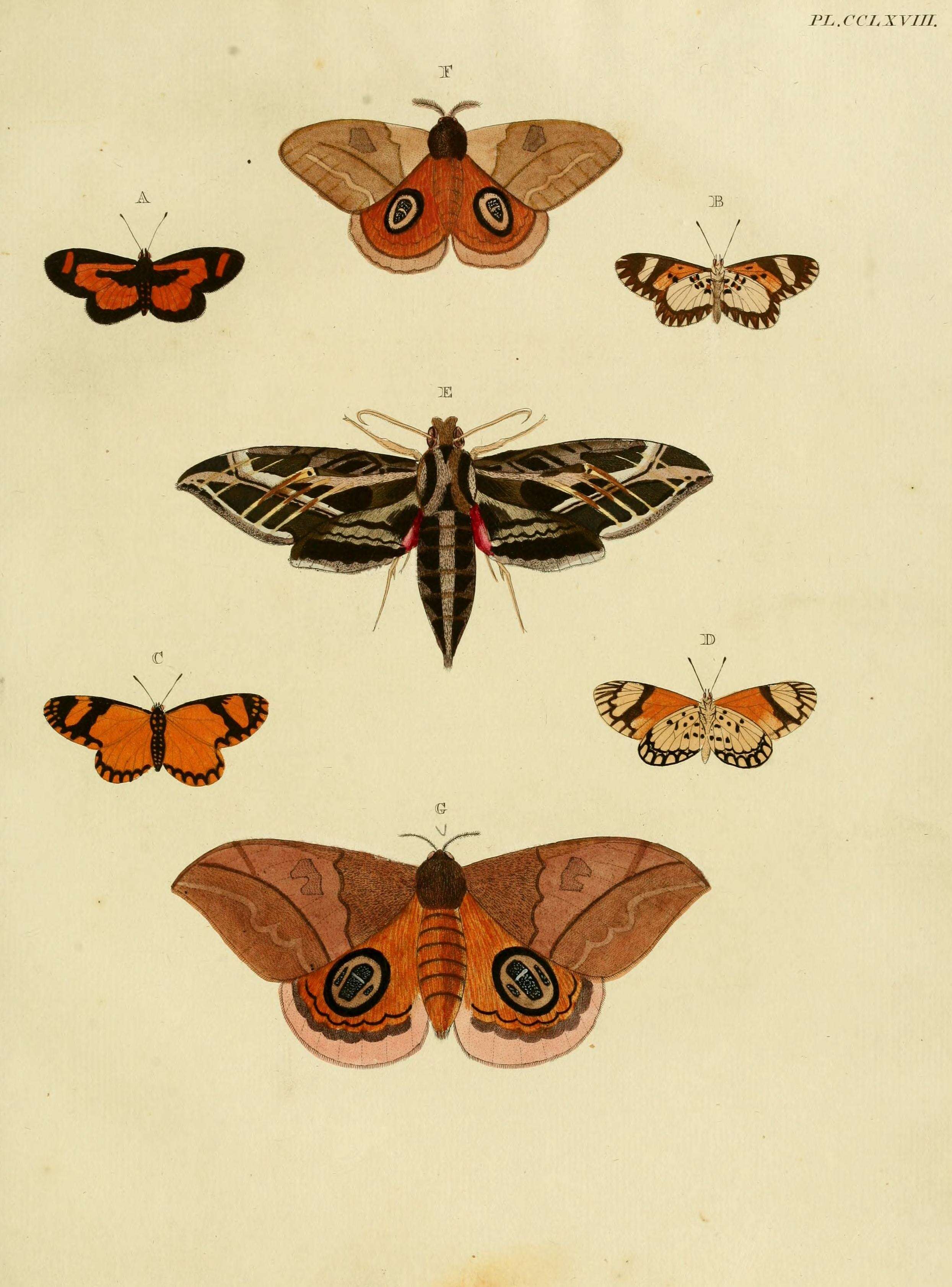 Image of Acraea eponina Cramer 1780