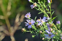 Image of Robyns' American-Aster