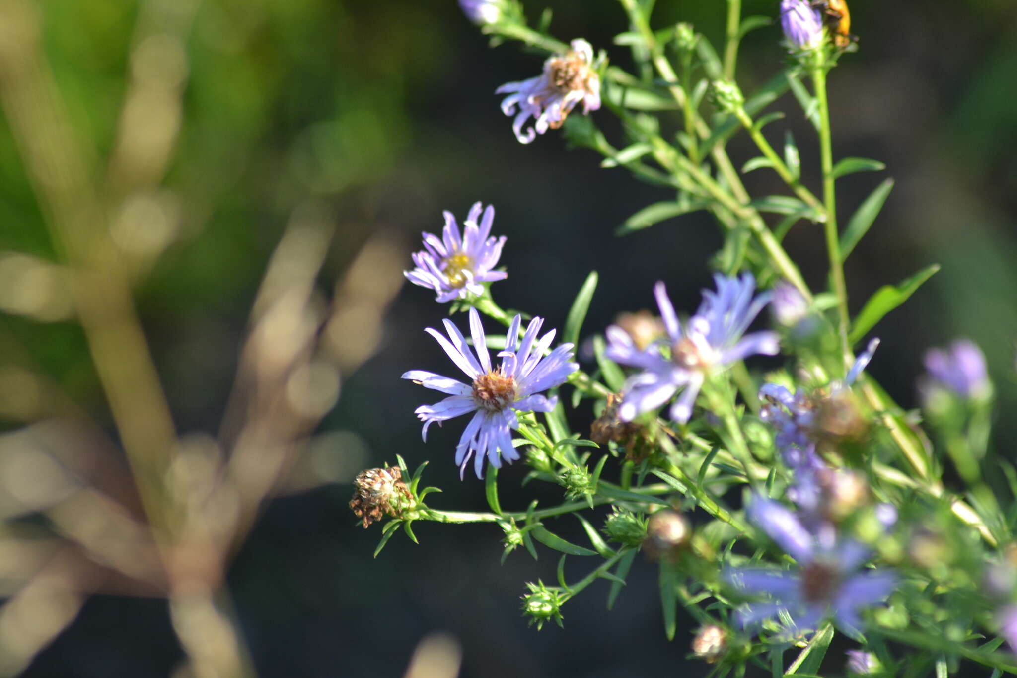 Sivun Symphyotrichum robynsianum (J. Rousseau) L. Brouillet & Labrecque kuva