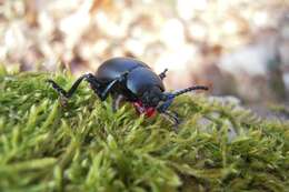 Image of Timarcha tenebricosa