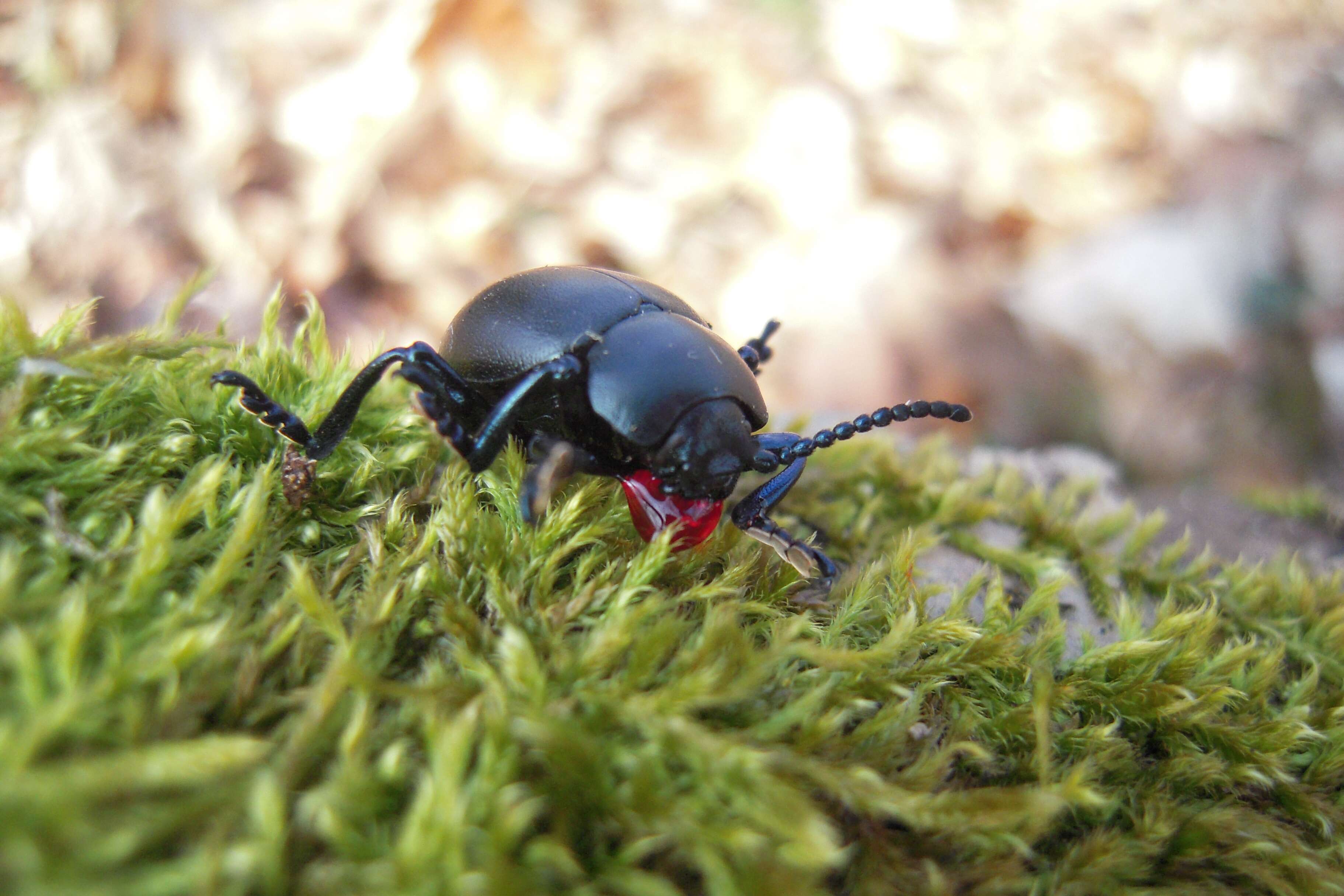 Image of Timarcha tenebricosa