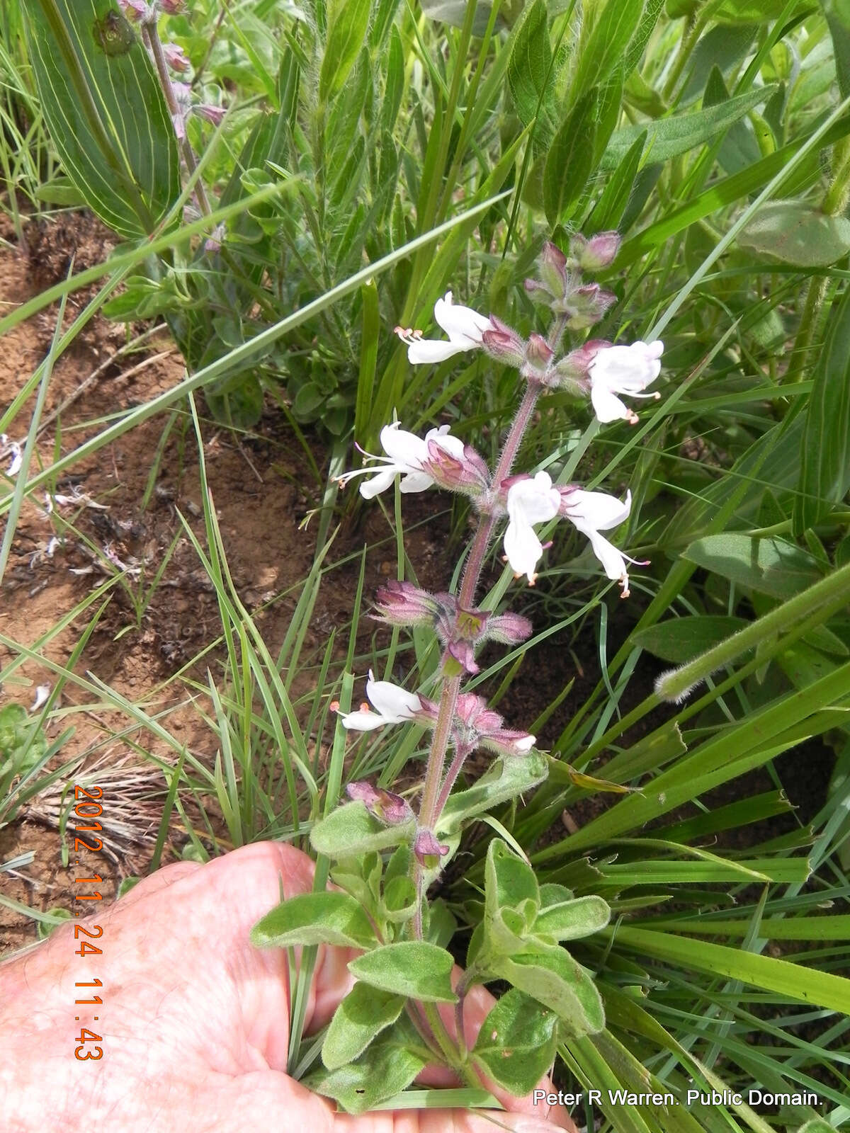 Image of Syncolostemon bolusii (N. E. Br.) D. F. Otieno