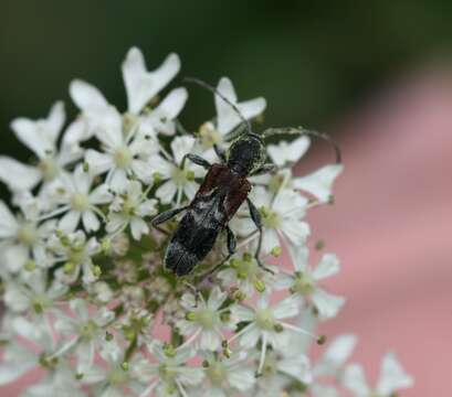 Image of grey-coated longhorn beetle